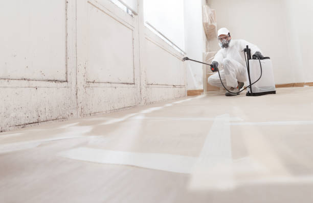 24/7 Emergency Attic Mold Remediation experts in South Bound Brook, NJ